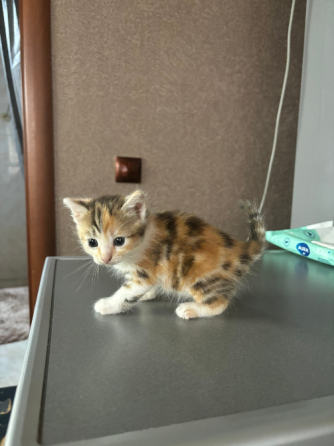 Маленькие котята ищут дом Донецк