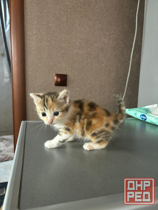 Маленькие котята ищут дом Донецк - изображение 4
