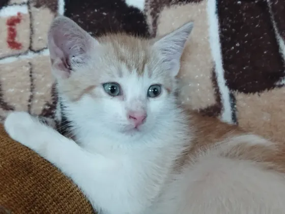 Котёнок Мальчик-Кот Макеевка