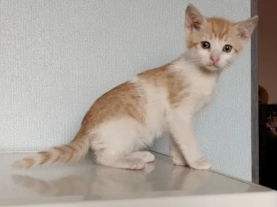 Котёнок Мальчик-Кот Макеевка