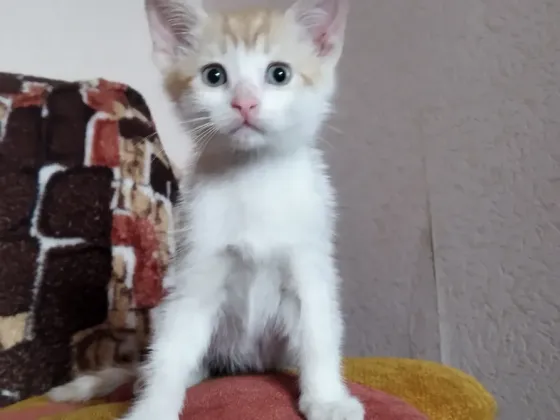 Котёнок Мальчик-Кот Макеевка