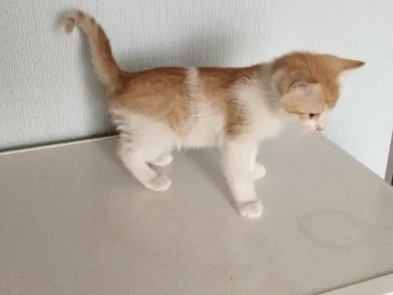 Котёнок Мальчик-Кот Макеевка
