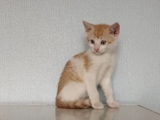 Котёнок Мальчик-Кот Макеевка