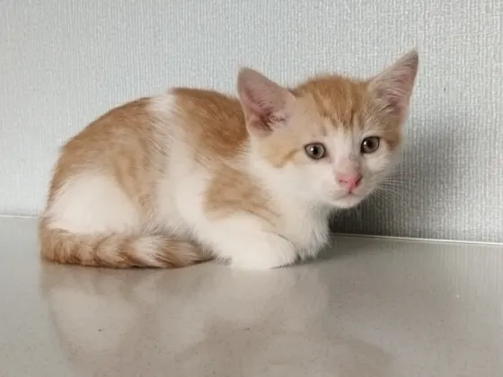 Котёнок Мальчик-Кот Макеевка