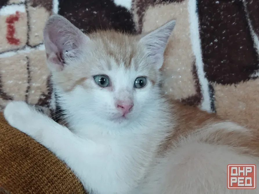 Котёнок Мальчик-Кот Макеевка - изображение 5