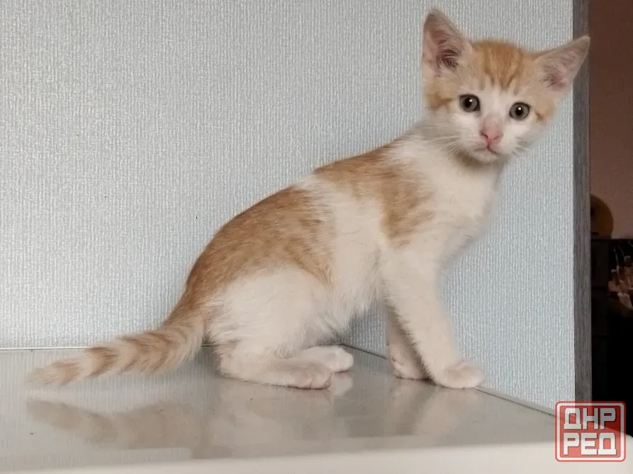 Котёнок Мальчик-Кот Макеевка - изображение 1