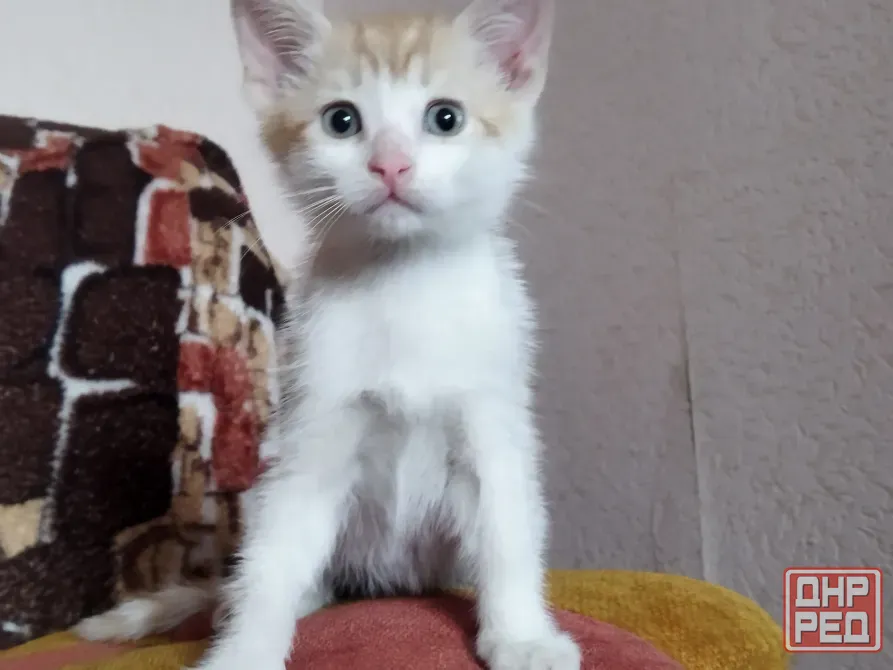 Котёнок Мальчик-Кот Макеевка - изображение 6
