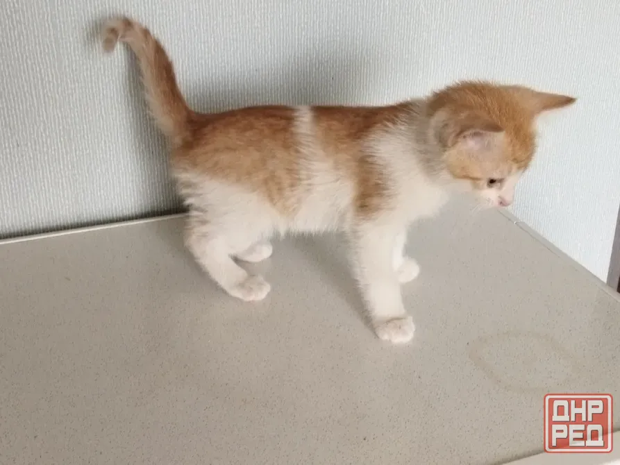 Котёнок Мальчик-Кот Макеевка - изображение 4