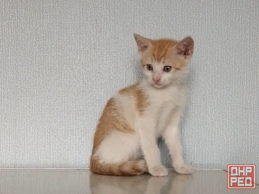 Котёнок Мальчик-Кот Макеевка - изображение 2