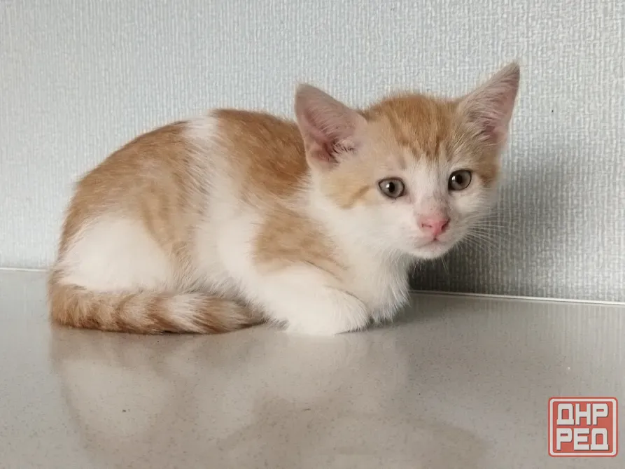 Котёнок Мальчик-Кот Макеевка - изображение 3