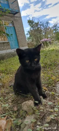 Котёнок в добрые руки Донецк