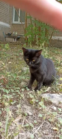 Котёнок в добрые руки Донецк