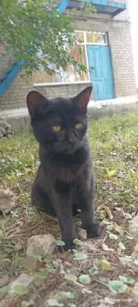 Котёнок в добрые руки Донецк