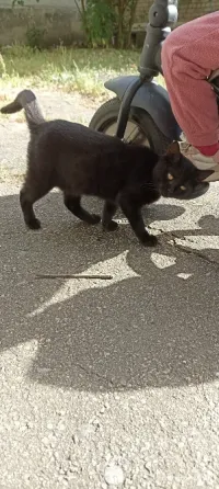 Котёнок в добрые руки Донецк