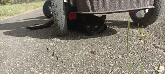 Котёнок в добрые руки Донецк