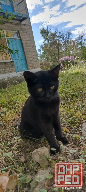 Котёнок в добрые руки Донецк - изображение 4
