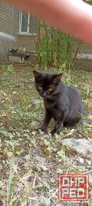 Котёнок в добрые руки Донецк - изображение 5