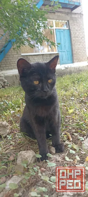 Котёнок в добрые руки Донецк - изображение 2