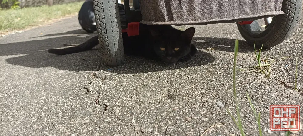 Котёнок в добрые руки Донецк - изображение 3