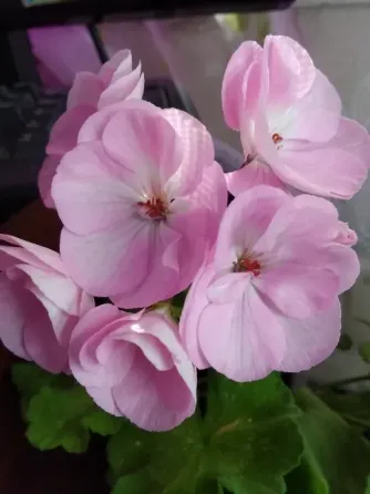 Пеларгонии Донецк