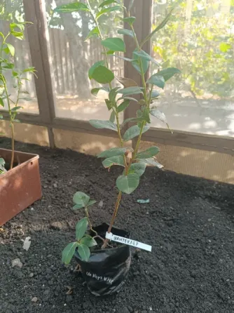 Продам саженцы голубики Донецк