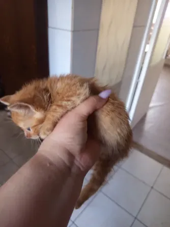 Отдам котят Донецк
