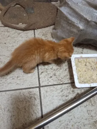 Отдам котят Донецк