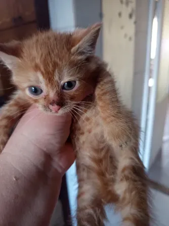 Отдам котят Донецк