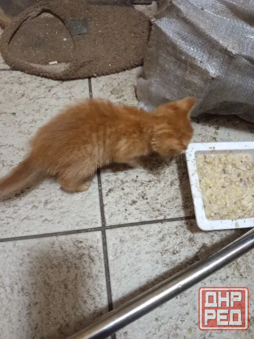Отдам котят Донецк - изображение 1