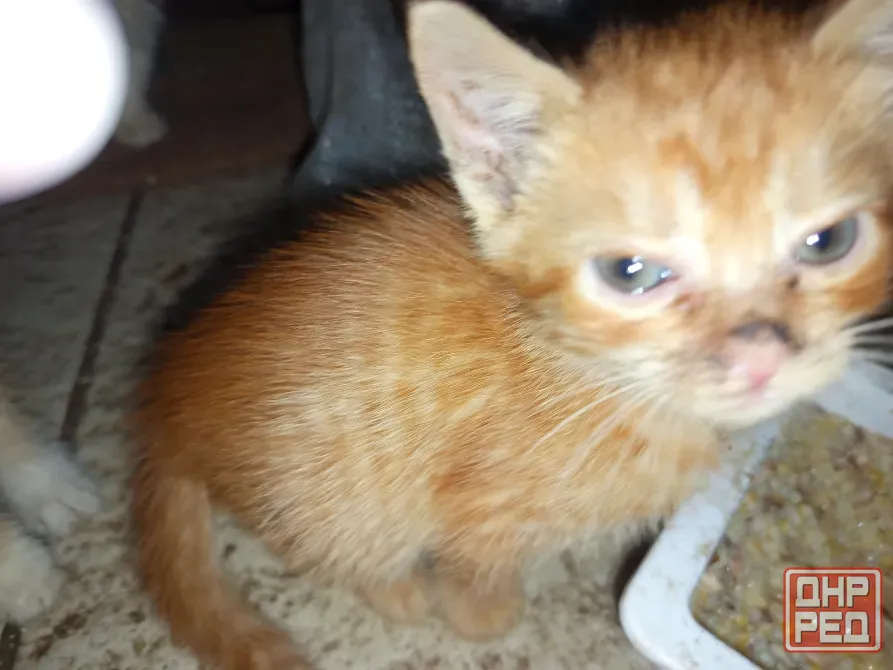 Отдам котят Донецк - изображение 4