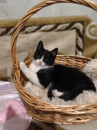 Котенок Донецк