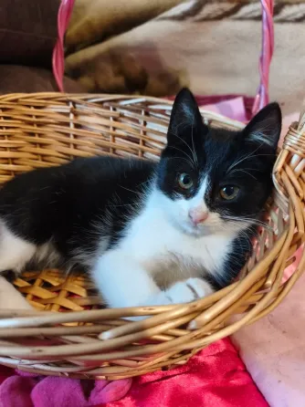 Котенок Донецк