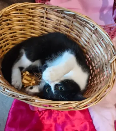 Котенок Донецк