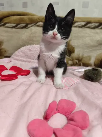 Котенок Донецк