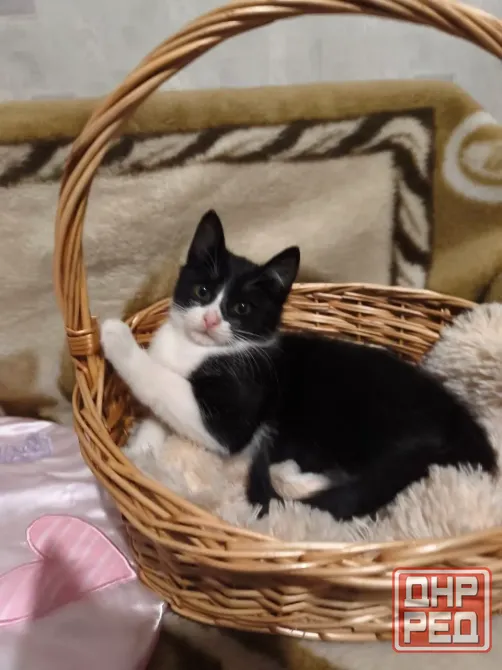 Котенок Донецк - изображение 2