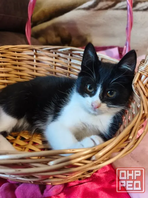 Котенок Феликс Донецк - изображение 4