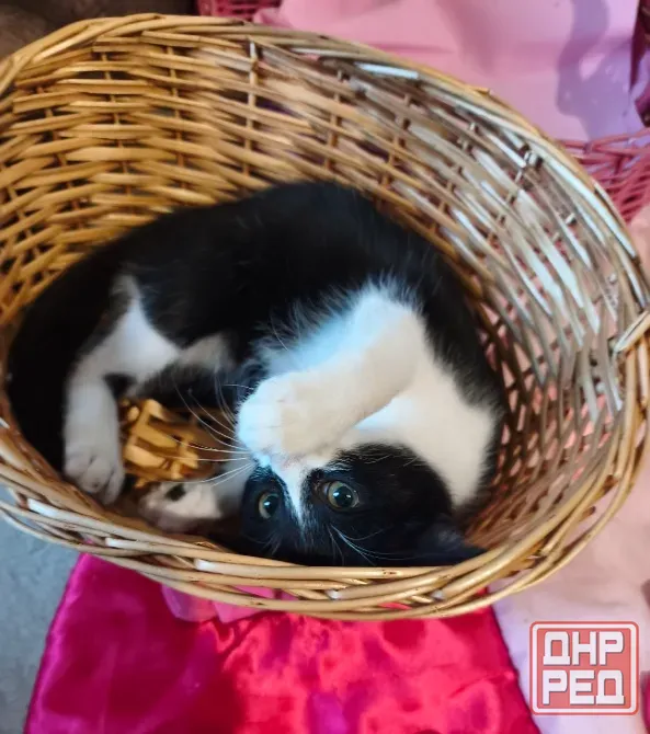 Котенок Феликс Донецк - изображение 3