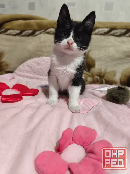 Котенок Донецк - изображение 1