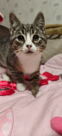 Котенок Донецк