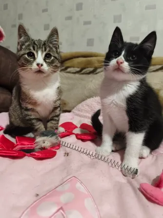 Котенок Донецк