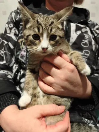 Котенок Донецк