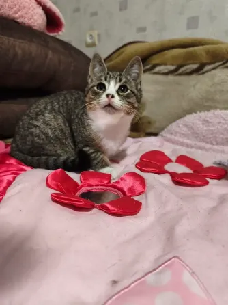 Котенок Донецк