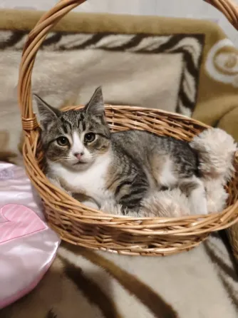 Котенок Донецк