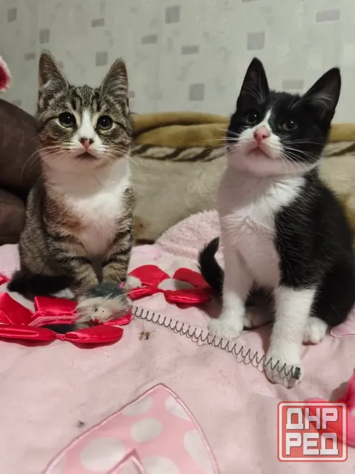 Котенок Донецк - изображение 3
