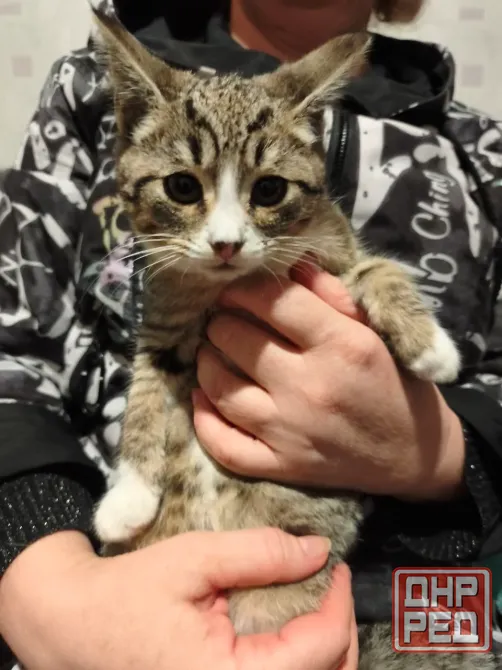 Котенок Донецк - изображение 5