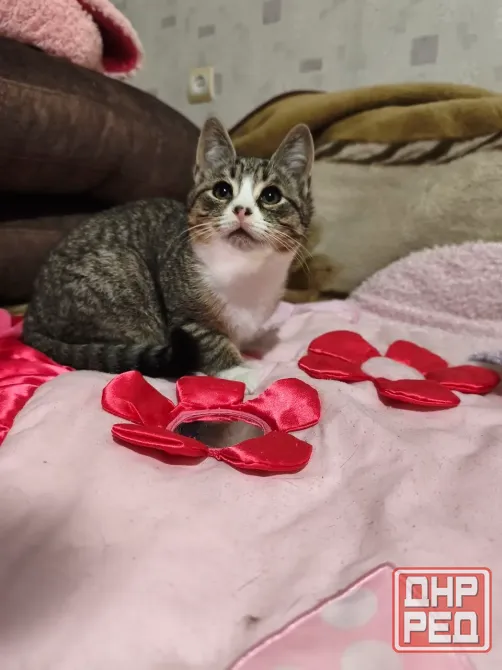 Котенок Донецк - изображение 2