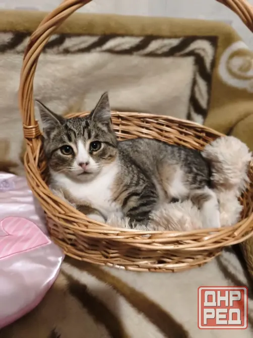 Котенок Донецк - изображение 1