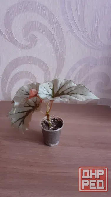 Бегонии, пеперомия, каланхое Донецк - изображение 3