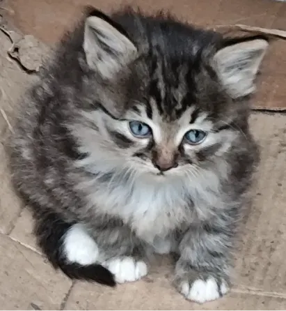 Отдам котят в хорошие руки Макеевка