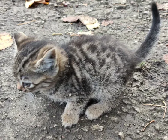 Отдам котят в хорошие руки Макеевка